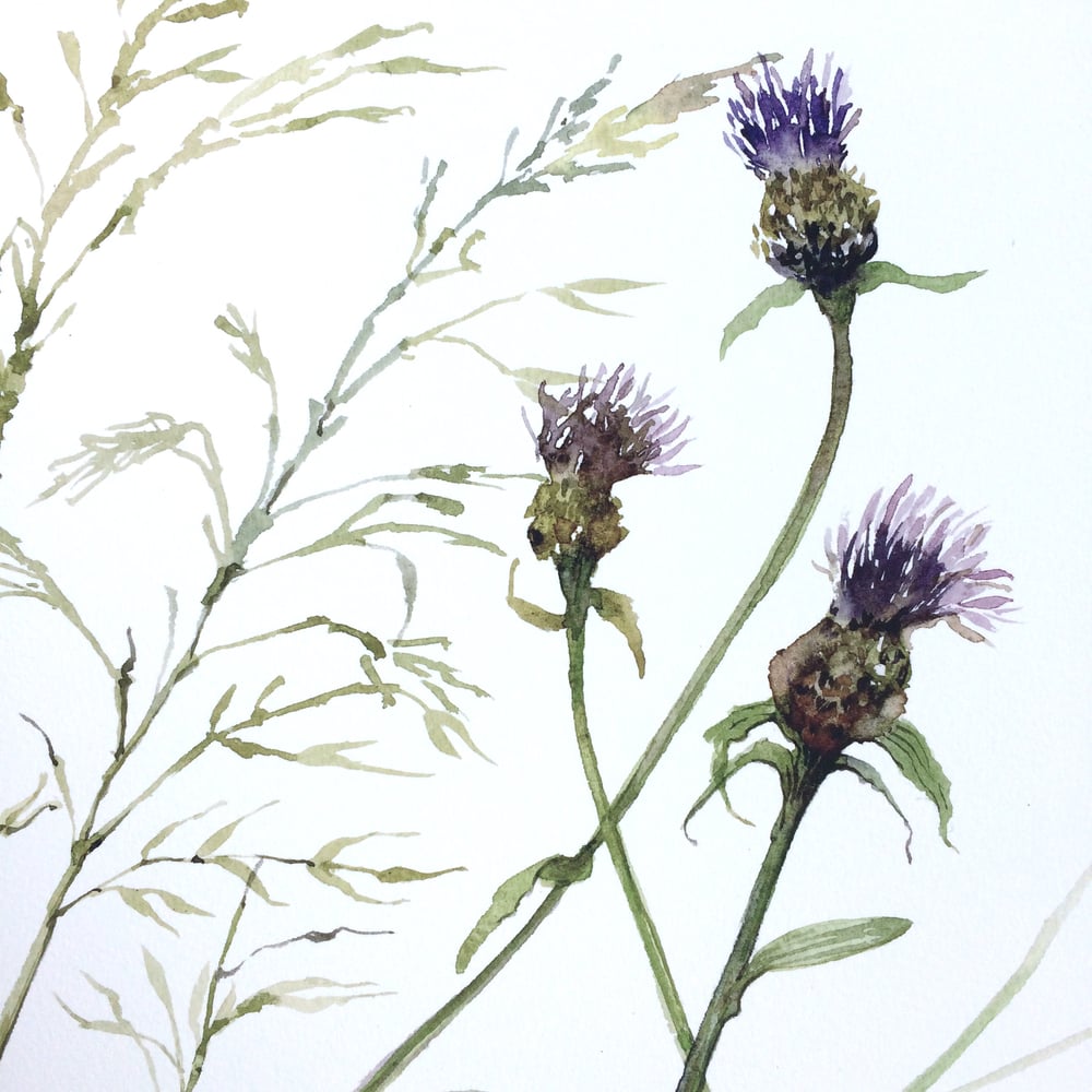 Image of Knapweed and Grasses 