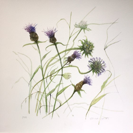 Image of Knapweed and Scabiosa