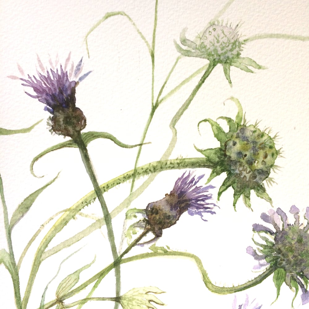 Image of Knapweed and Scabiosa