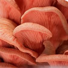 Image of Pink Oyster Mushroom 