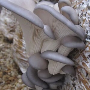 Image of Blue Oyster Mushrom