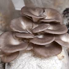 Image of Italian Oyster Mushroom