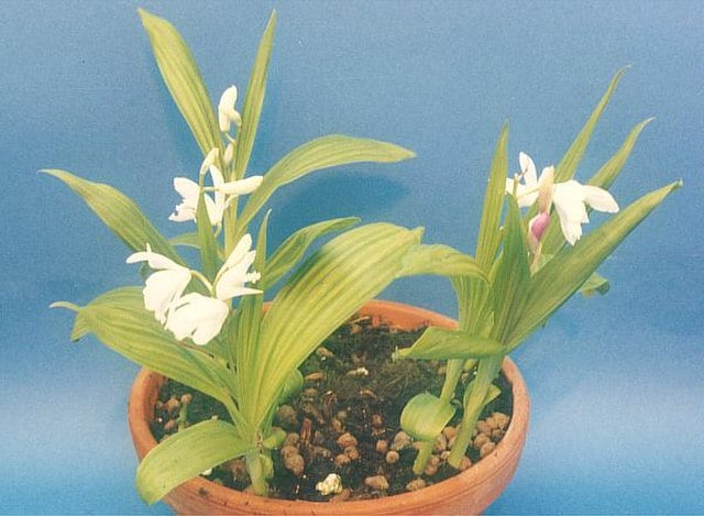 Image of Bletilla striata 'Alba variegata'