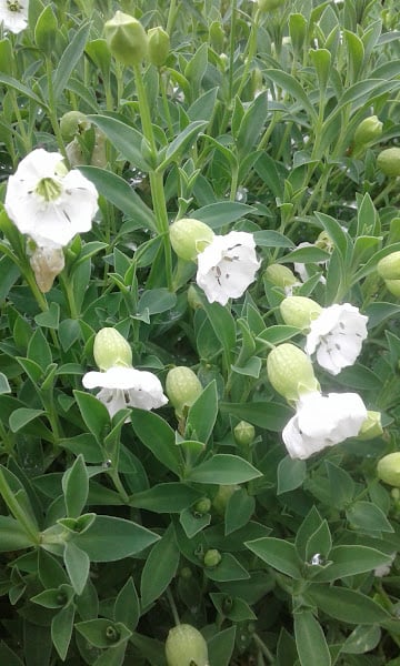 Image of Silene vulgaris subsp. maritima