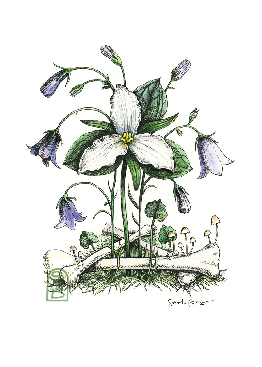 Image of Trillium and Witch's Bells