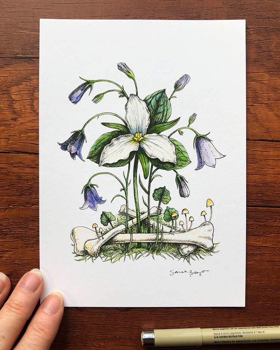 Image of Trillium and Witch's Bells