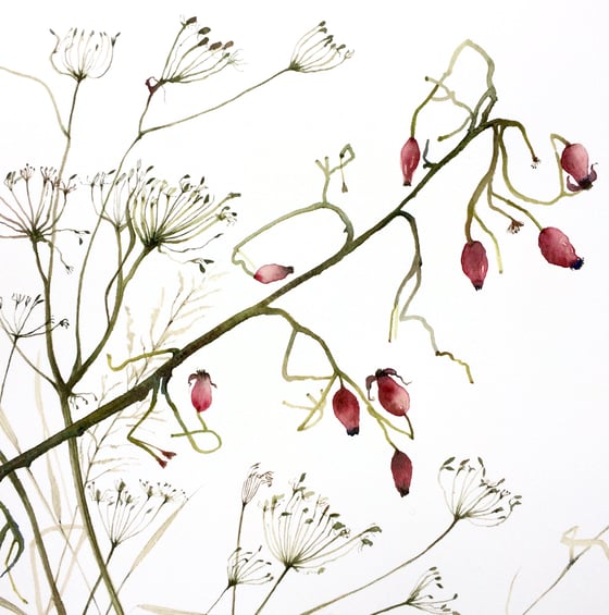 Image of Cow Parsley and Rose Hips