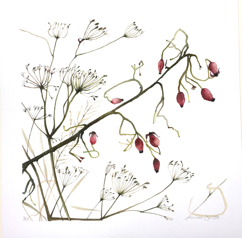 Image of Cow Parsley and Rose Hips
