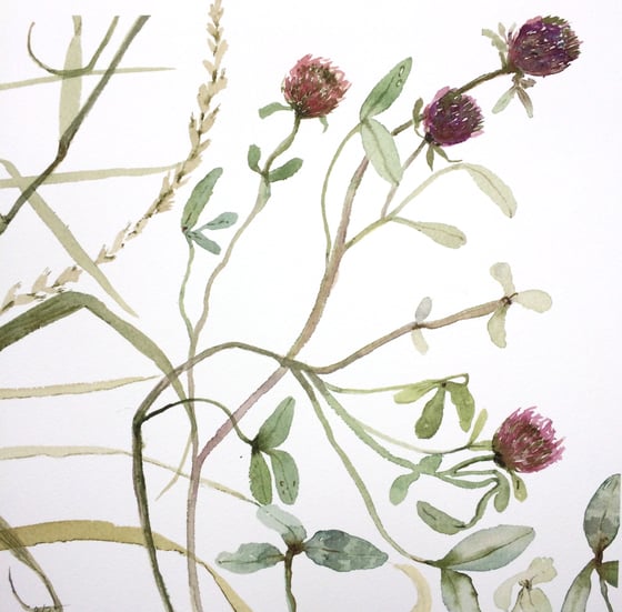 Image of Clover and Grasses 