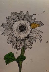 Image 1 of Flower Drawings 