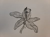 Image 2 of Flower Drawings 