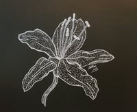 Image 3 of Flower Drawings 