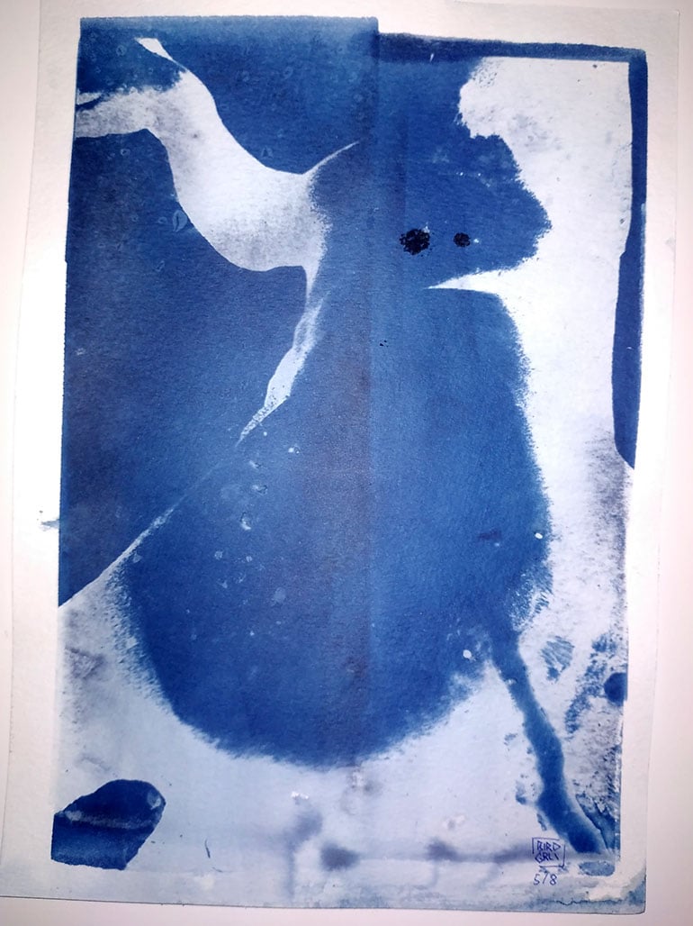 CYANOTYPE PRINTS portrait series 1