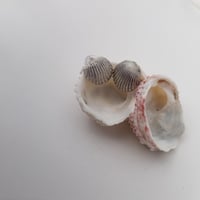 Image 1 of TINY SHELL