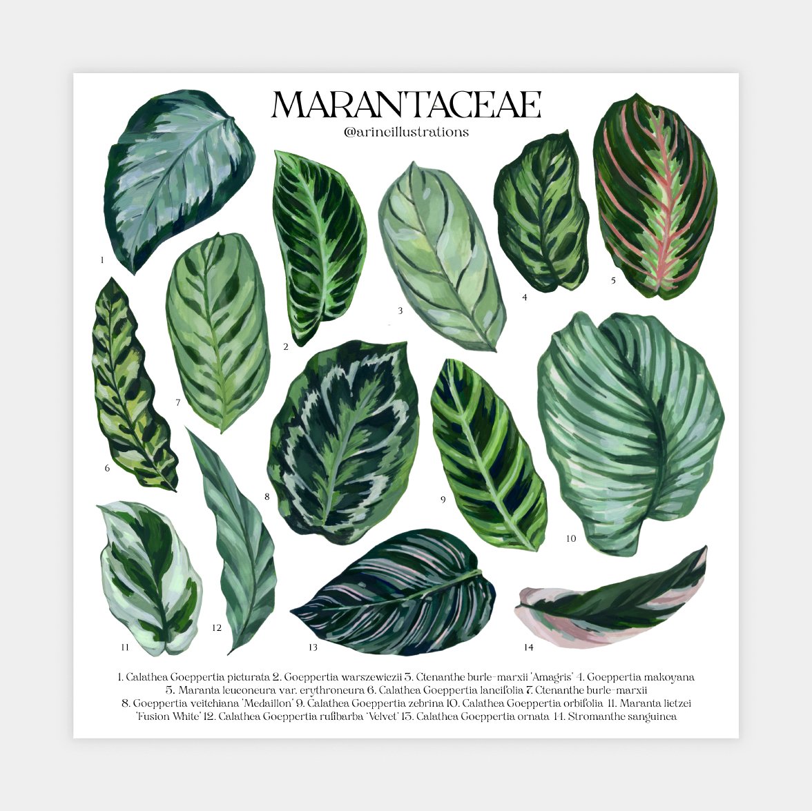 Marantaceae Species Poster | arineillustrations