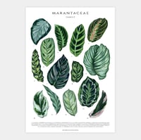 Image 1 of Marantaceae Species Poster
