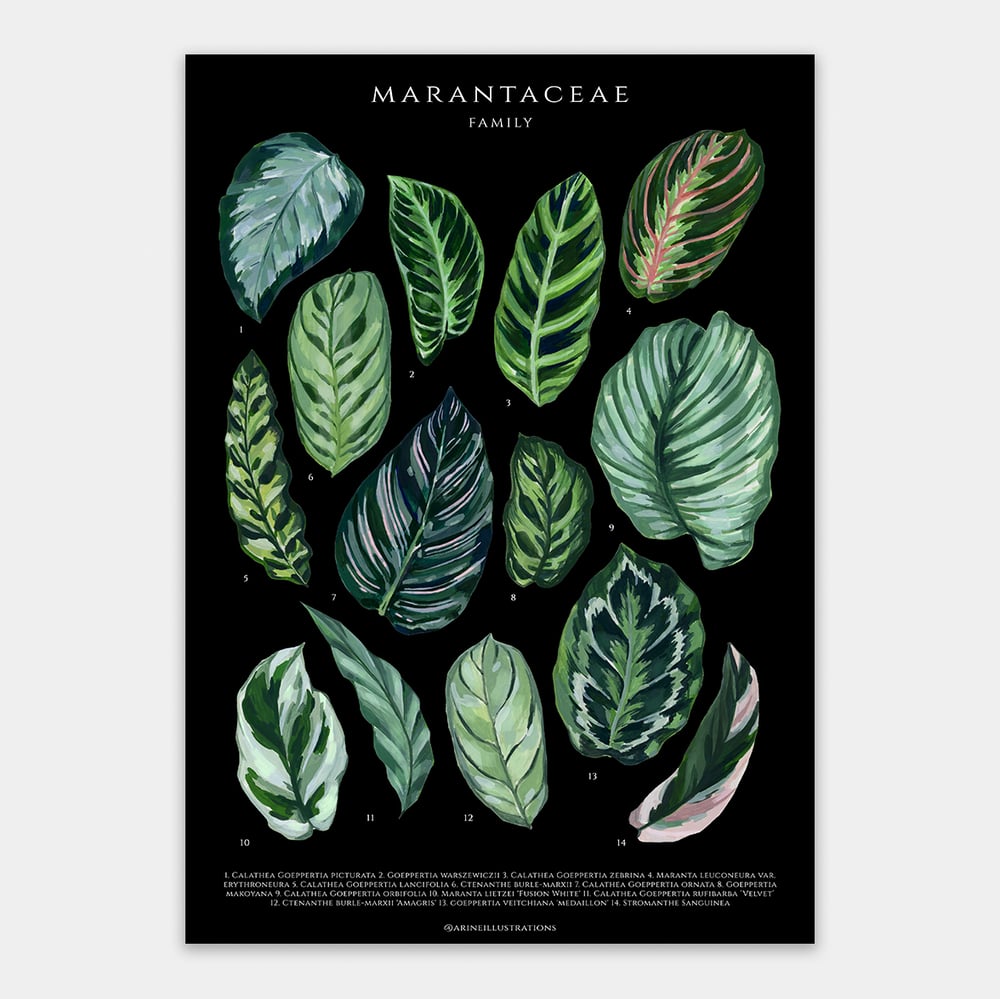 Marantaceae Species Poster | arineillustrations