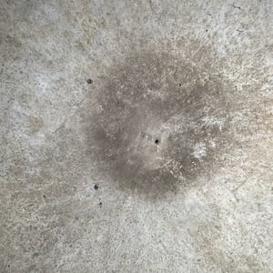 Image of Willy Guhl 'Vasque' Planter