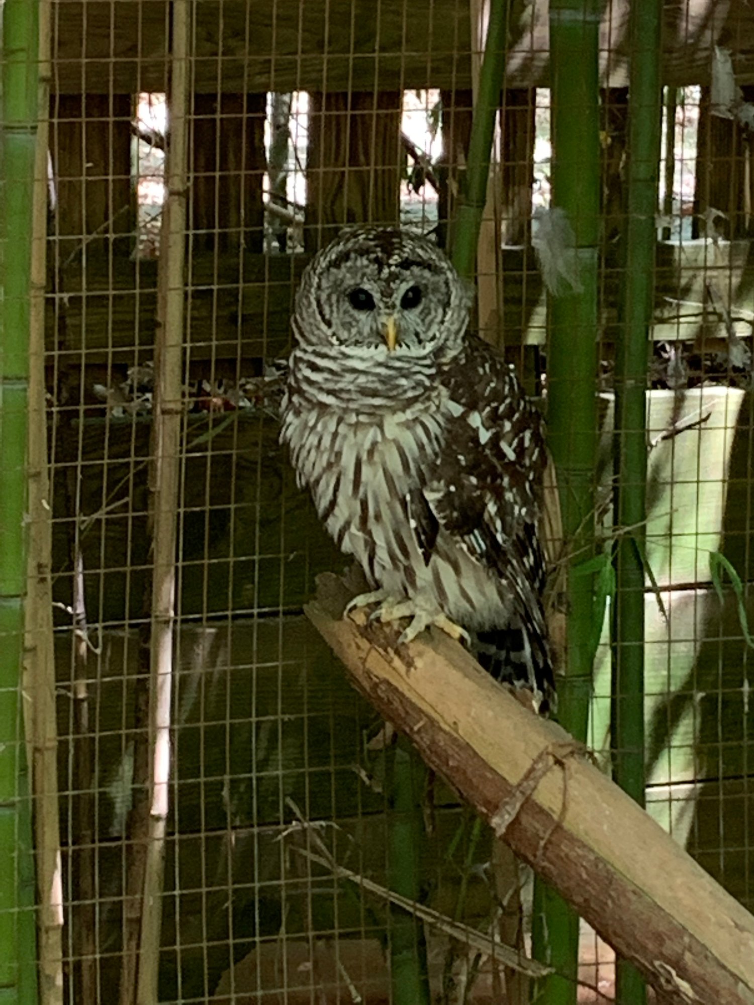 Image of Owls of Louisiana Adult tee