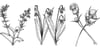 V, W, X