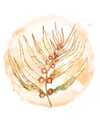 Giant Kelp