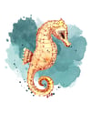 Lined Seahorse
