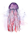 Jellyfish