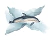 Atlantic White-Sided Dolphin