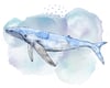 Humpback Whale