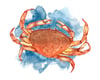 Atlantic Rock Crab