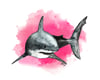 White Shark