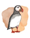 Atlantic Puffin