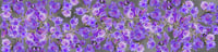 Image 2 of Sheer Silk Gauze Scarf Foxglove