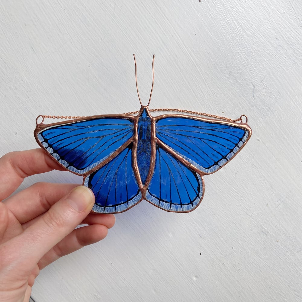 Image of Adonis Blue Butterfly