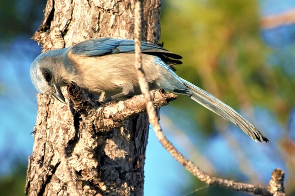 Image of Paradise bird 