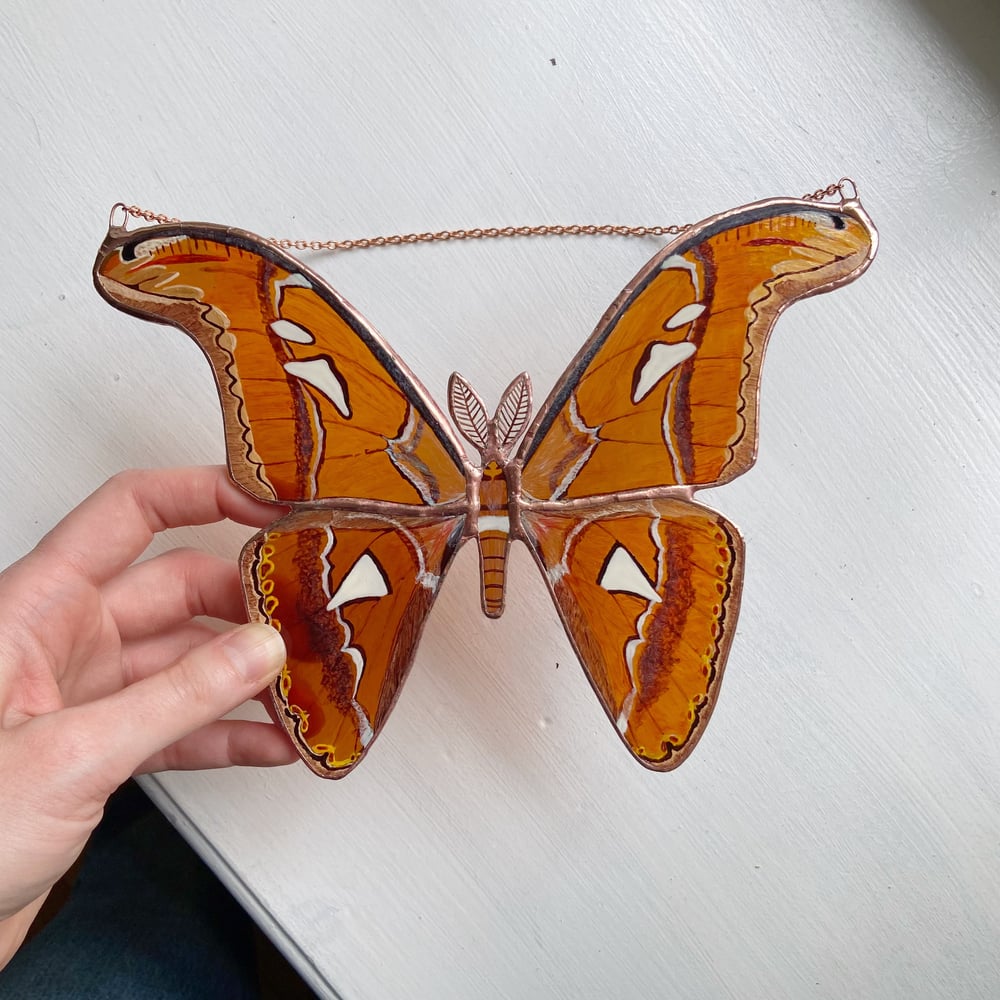 Image of Atlas Moth