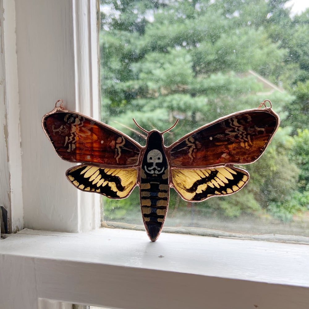 Image of Death's Head Hawk Moth