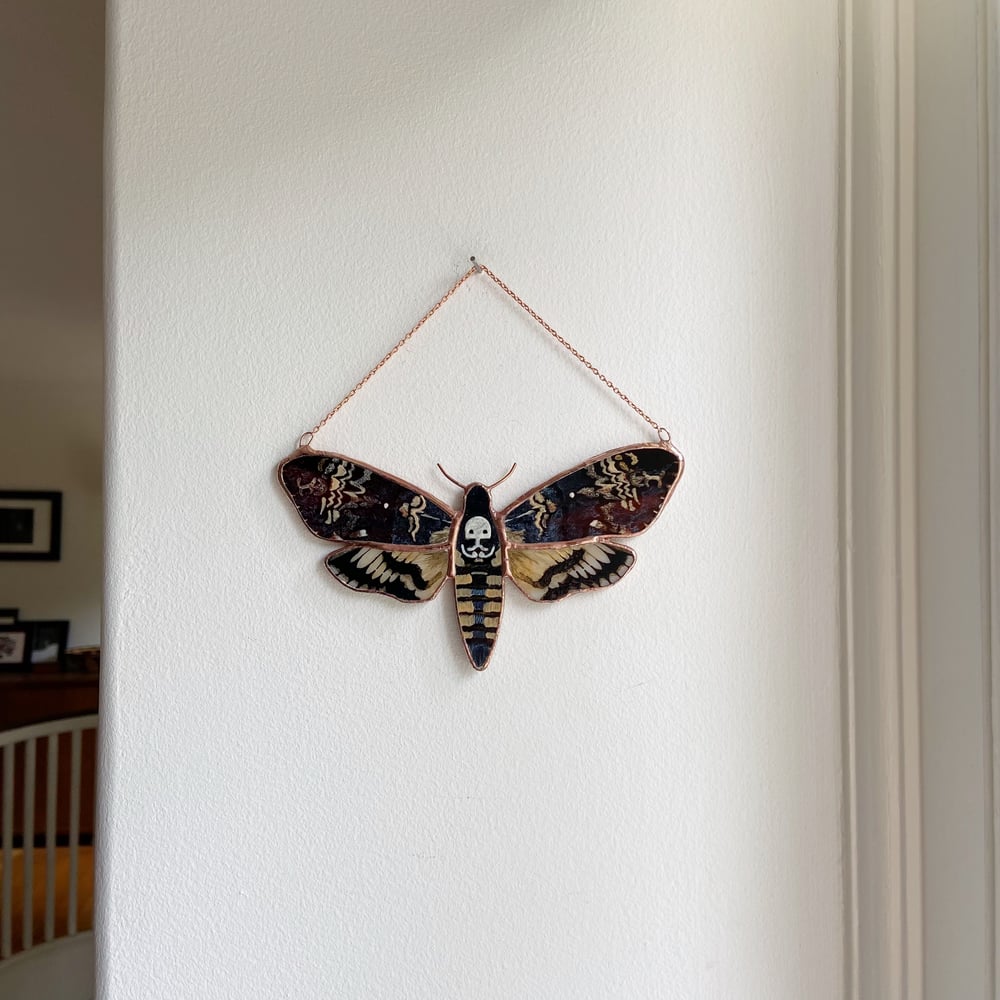 Image of Death's Head Hawk Moth