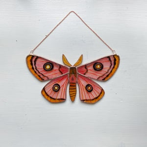 Image of Roseate Emperor Moth