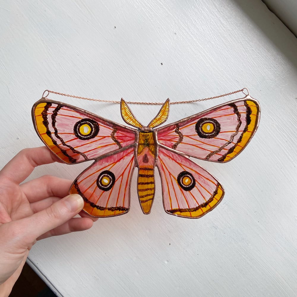 Image of Roseate Emperor Moth