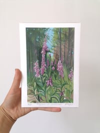 'FOXGLOVES AT CARDINHAM' PRINT