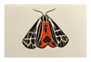 Tiger Moth