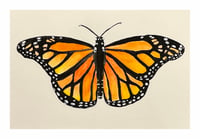 Monarch Butterfly