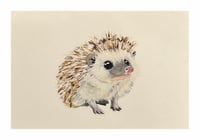 Hedgehog