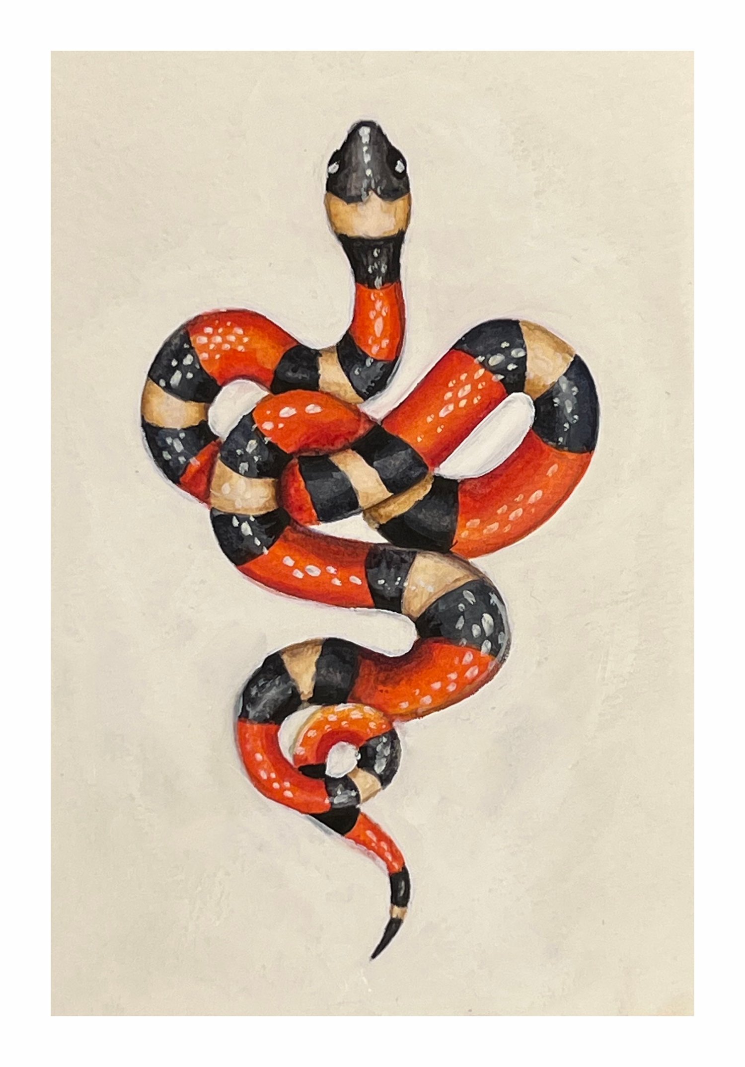 Milk Snake Jen Adams Art