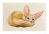 Fennec Fox