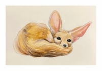 Fennec Fox