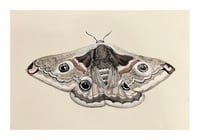 Emperor Moth