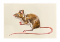 Jumping Mouse