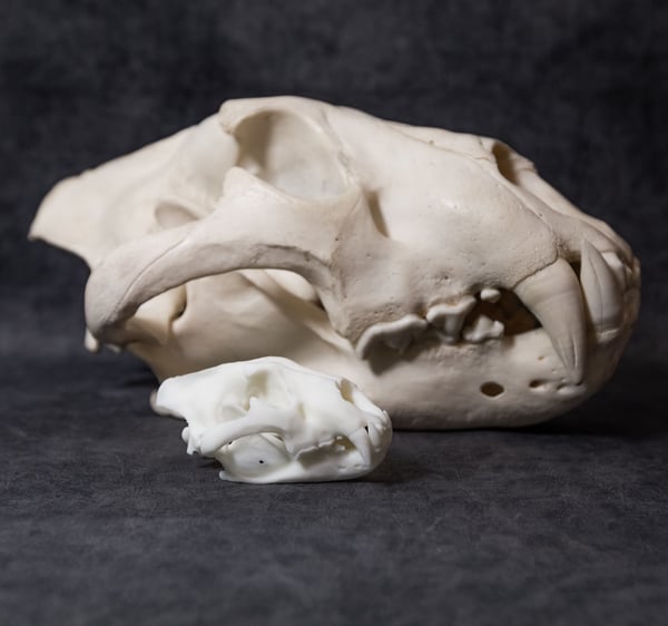 Image of Mini Lion Skull 4 Inch (REPLICA)